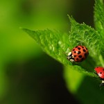 garden pests