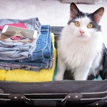 traveling with pets