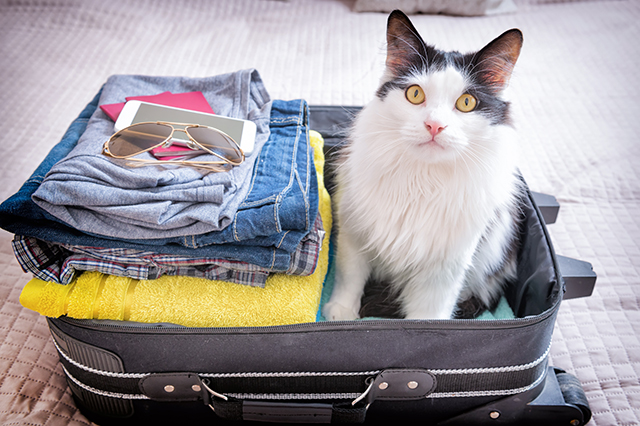 traveling with pets