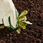 gardener removing weeds