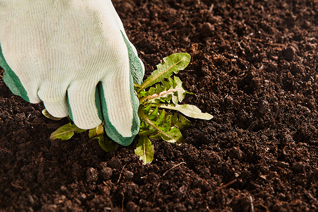 gardener removing weeds