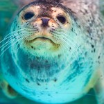 seal watching on long island