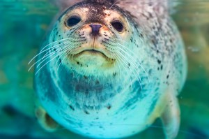 seal watching on long island