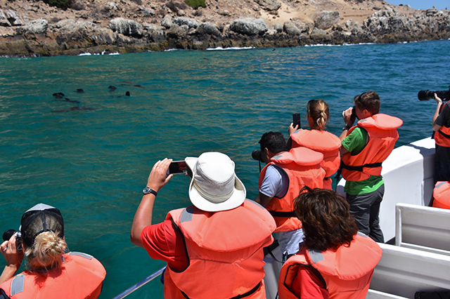 seal watching on long island