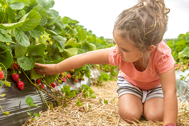 strawberry picking on long island