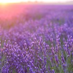 lavender farm in cape cod