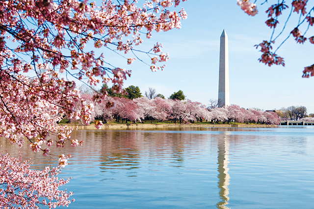 The Washington Monument during the Cherry Blossom Festival.