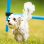 dog running in the yard