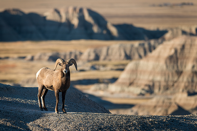 badlands national park 