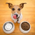 dog with dog treats in a bowl