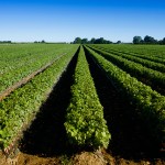 farm in canada