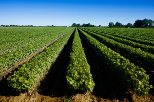 farm in canada