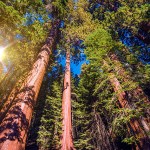 redwood national park