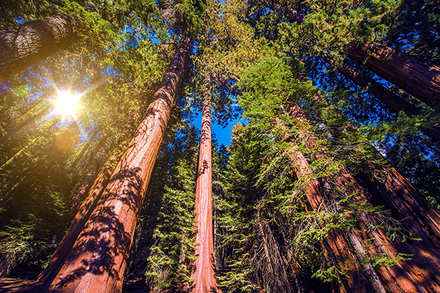 redwood national park