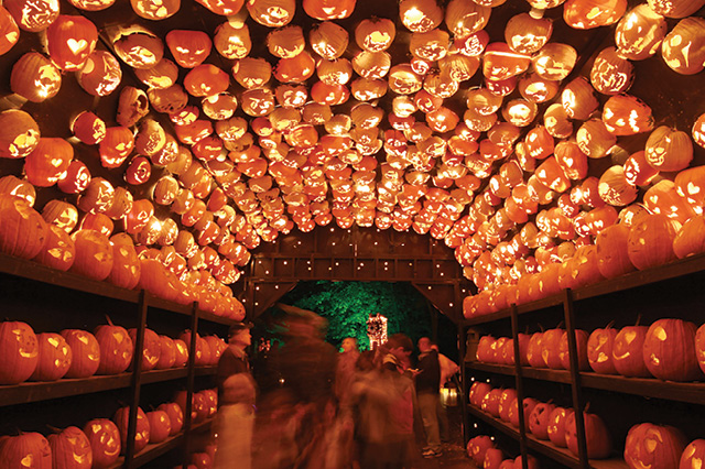 A tunnel of illuminated pumpkins at the Great Jack O’ Lantern Blaze,