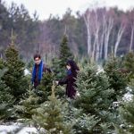 christmas-tree-farms - family looking for a tree