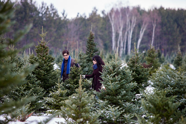 christmas-tree-farms - family looking for a tree