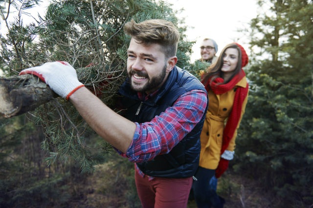 christmas tree farms 