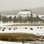 yellowstone lodging