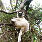 Madagascar lemur