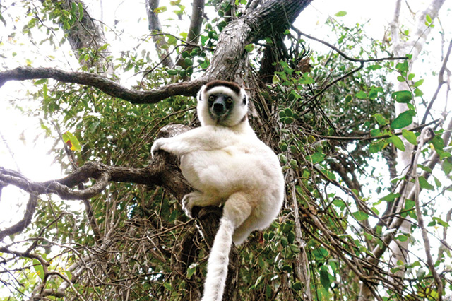 Madagascar lemur