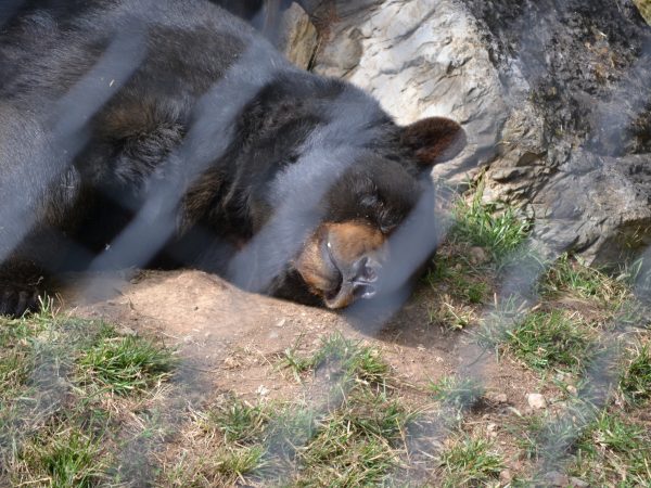 bear in hersheypark hershey pa