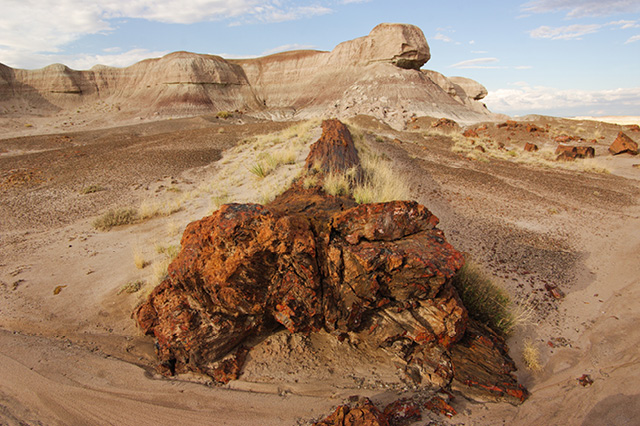 petrified forest national park