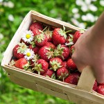 strawberry picking on long island