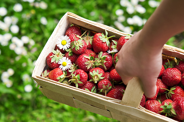 strawberry picking on long island