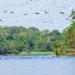 Hundreds of cormorants soar over the Amazon River in Peru.