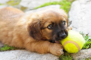 Puppy with a Ball