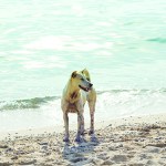 Dog on a beach