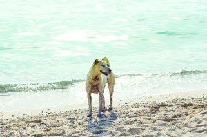 Dog on a beach