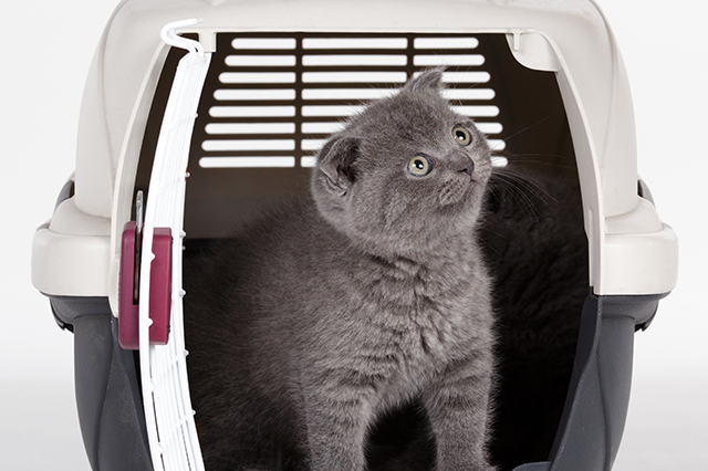 gray kittens in carrying case