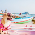 Dog with sunglasses and Hawaiian shirt sitting on beach