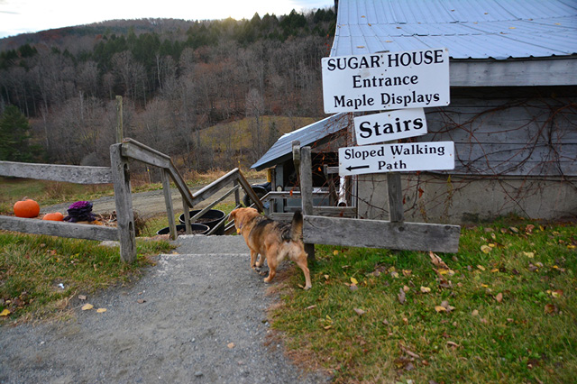 Sugarbush Farm