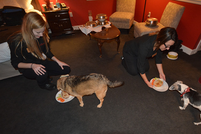 Dog Meals at The Essex