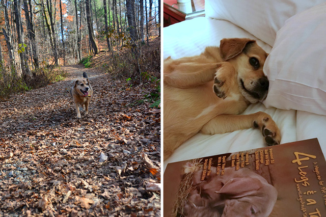 Fall in Vermont with Dogs