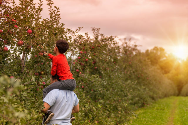 apple picking