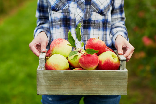 apple picking season