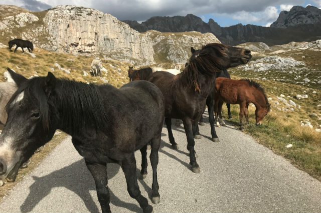 the balkans durmitor horses