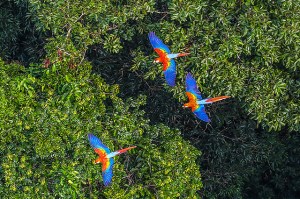 Macaws