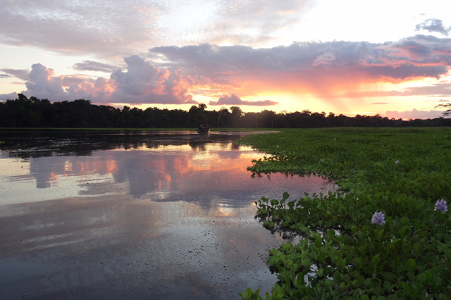 The Amazon River