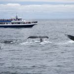 whale watching tours