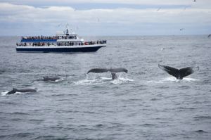 whale watching tours