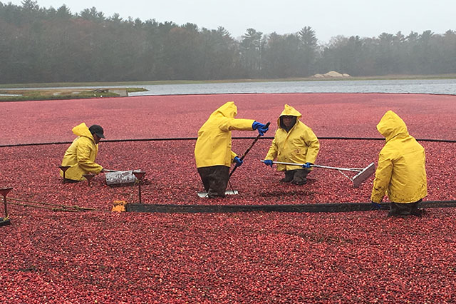 cranberry bogs in massachusetts