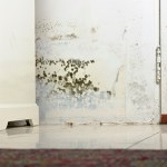 does home insurance cover mold