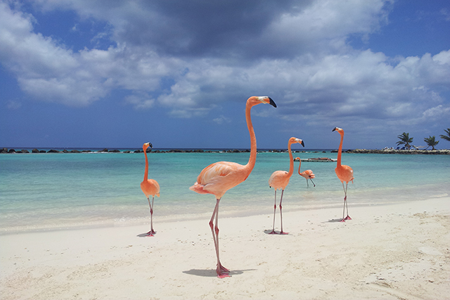 caribbean