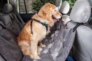 dog car restraints