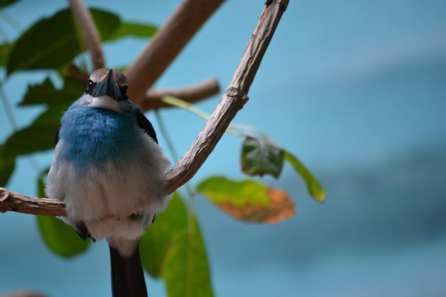 blue jay